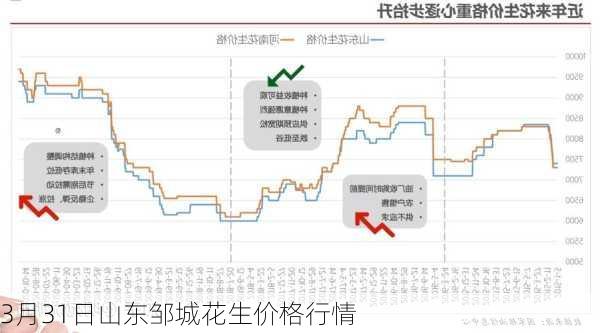 3月31日山东邹城花生价格行情