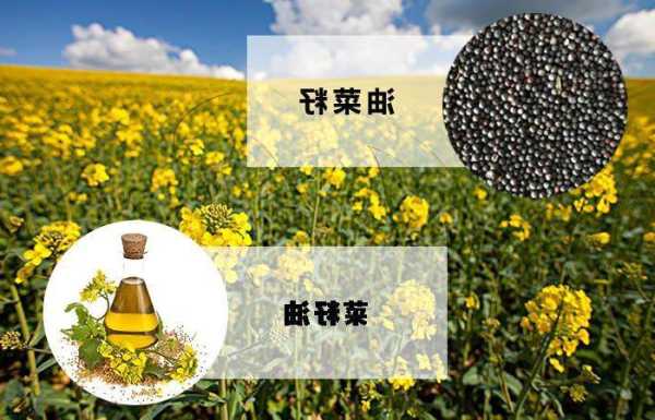 菜籽出油率是42%,2100克,油菜籽可榨多少克