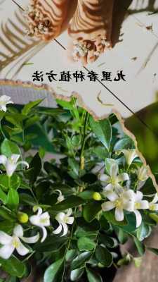 九里香花的含义