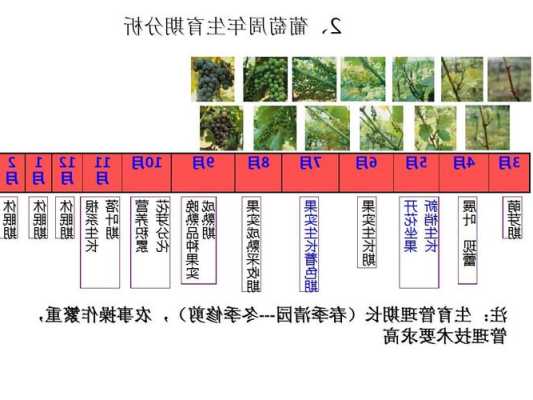 葡萄什么时候插栽成活高