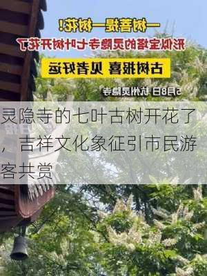 灵隐寺的七叶古树开花了，吉祥文化象征引市民游客共赏