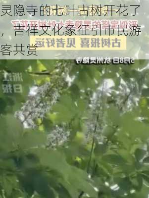 灵隐寺的七叶古树开花了，吉祥文化象征引市民游客共赏