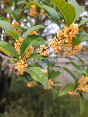 杭州的桂花今年为什么还没开