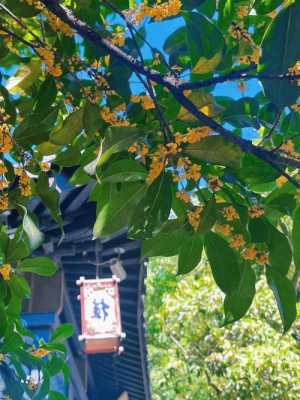 杭州的桂花今年为什么还没开