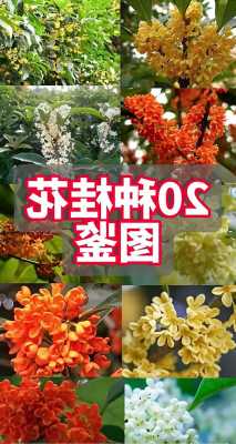 桂花新品种大全