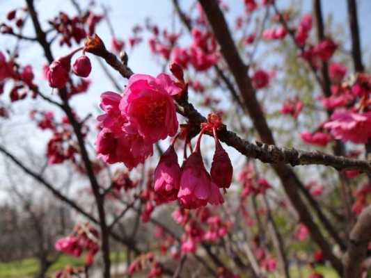 三月开什么花四月开什么花