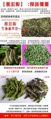 构树穗的功效与作用及禁忌用量