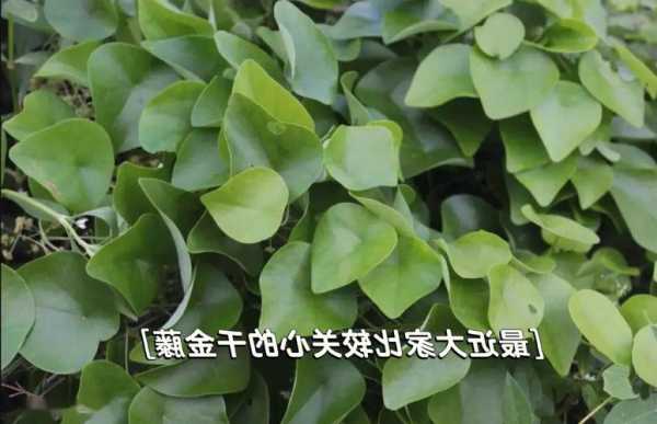 千金藤种植利润如何