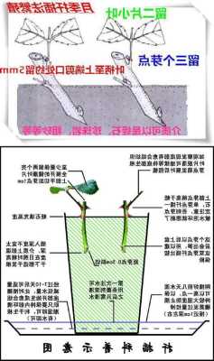 宿根花卉繁殖方法有哪些